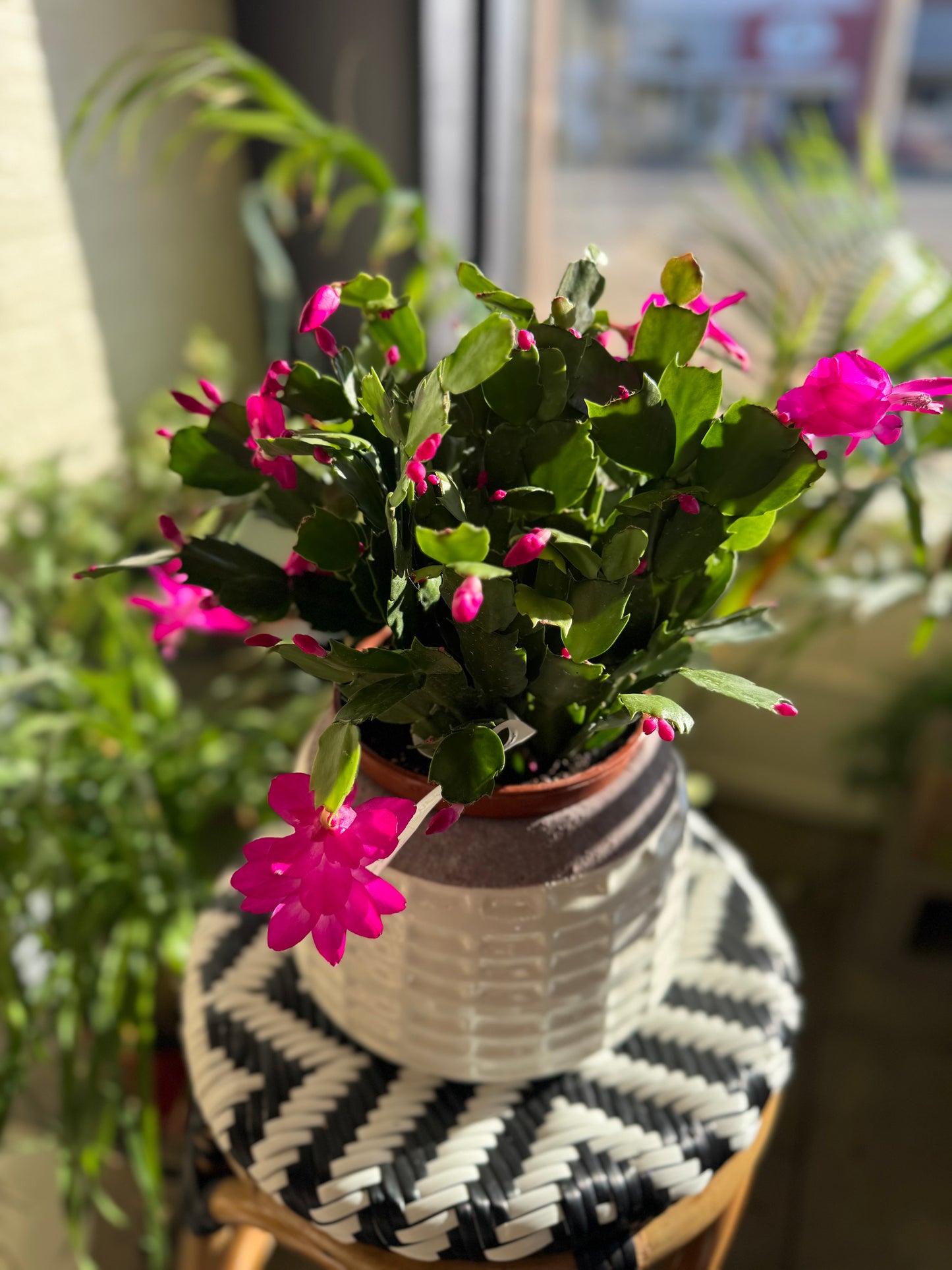 Christmas Cactus