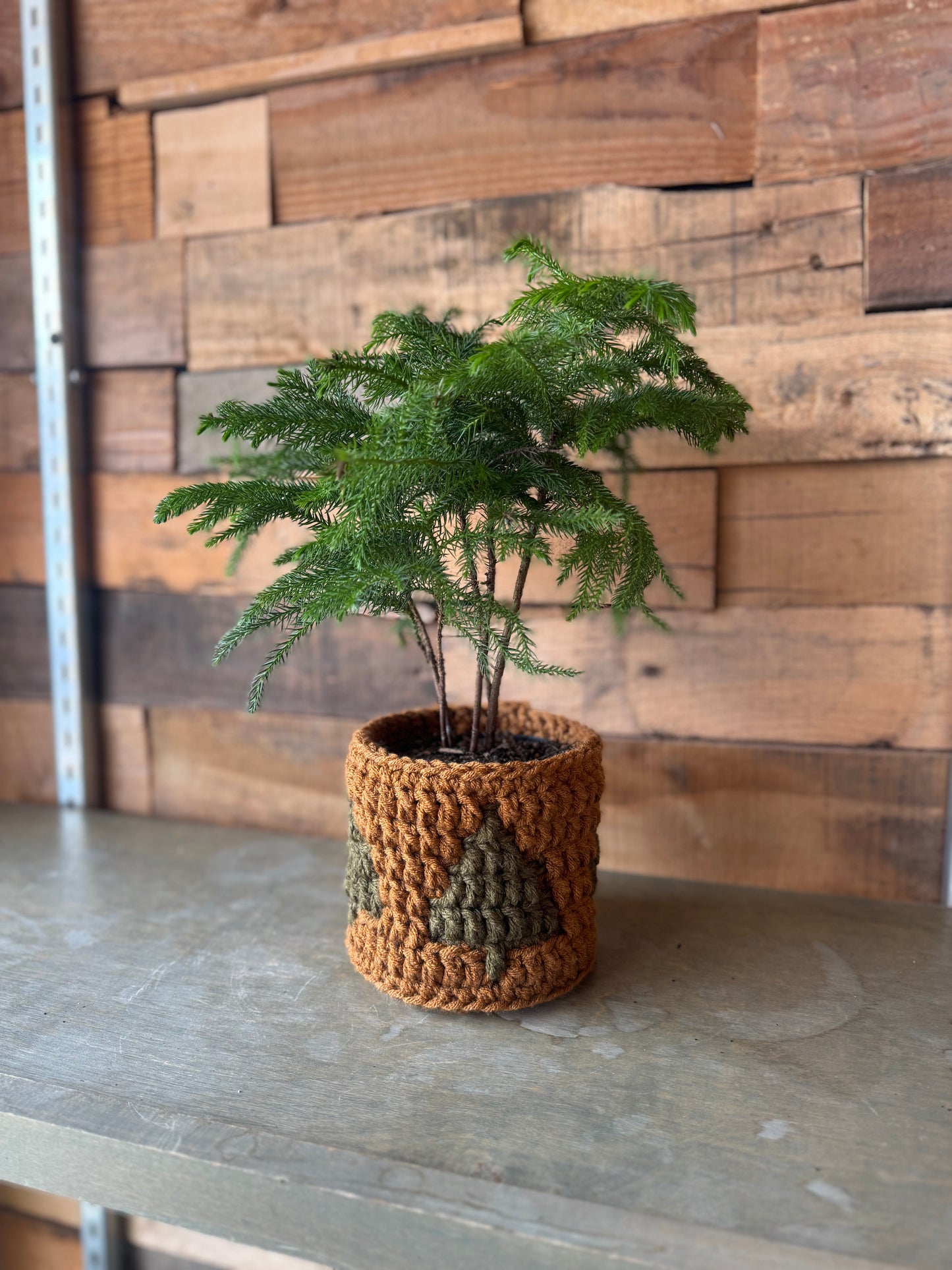Norfolk Island Pine