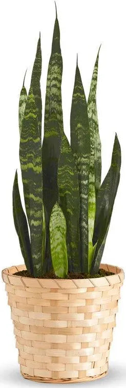 Snake Plant Sansevieria