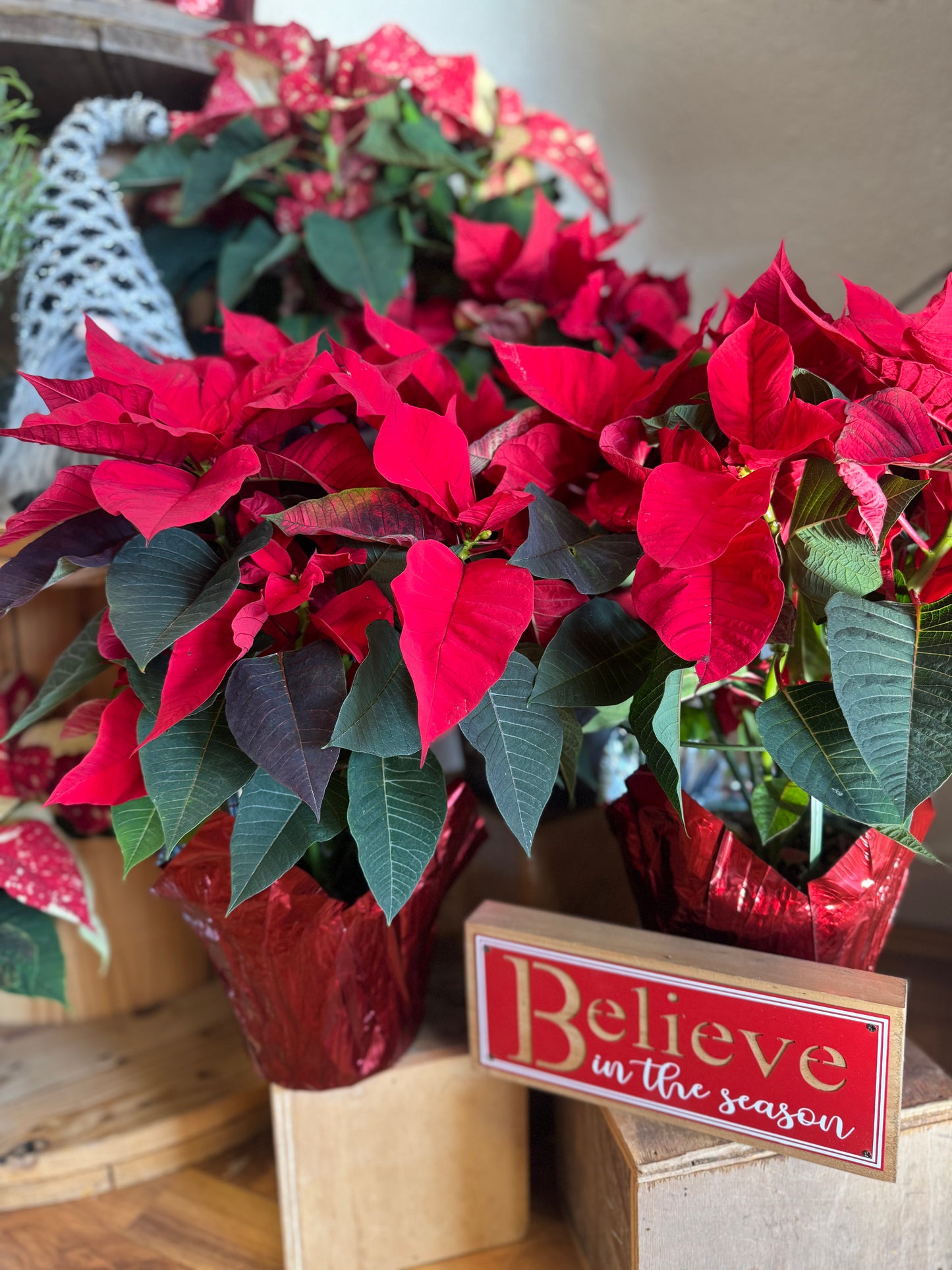 Christmas Poinsettia