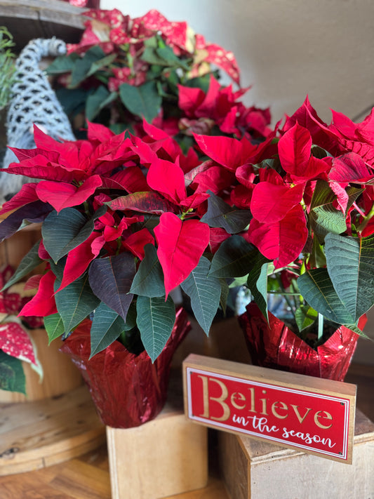 Christmas Poinsettia