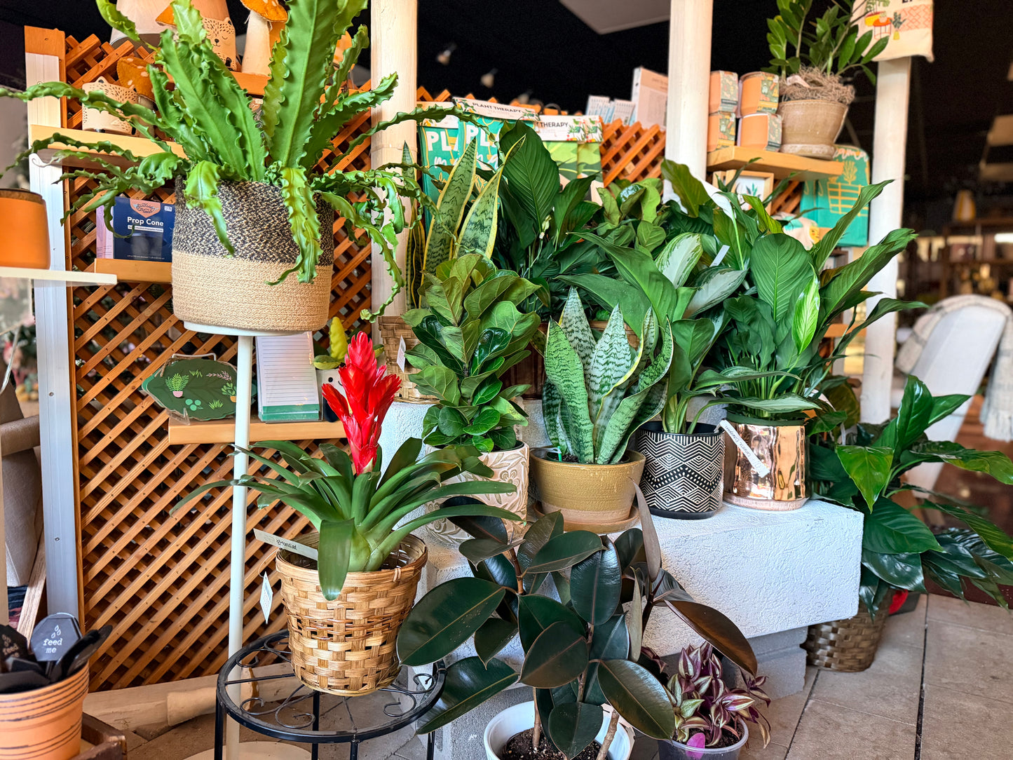 House Plant