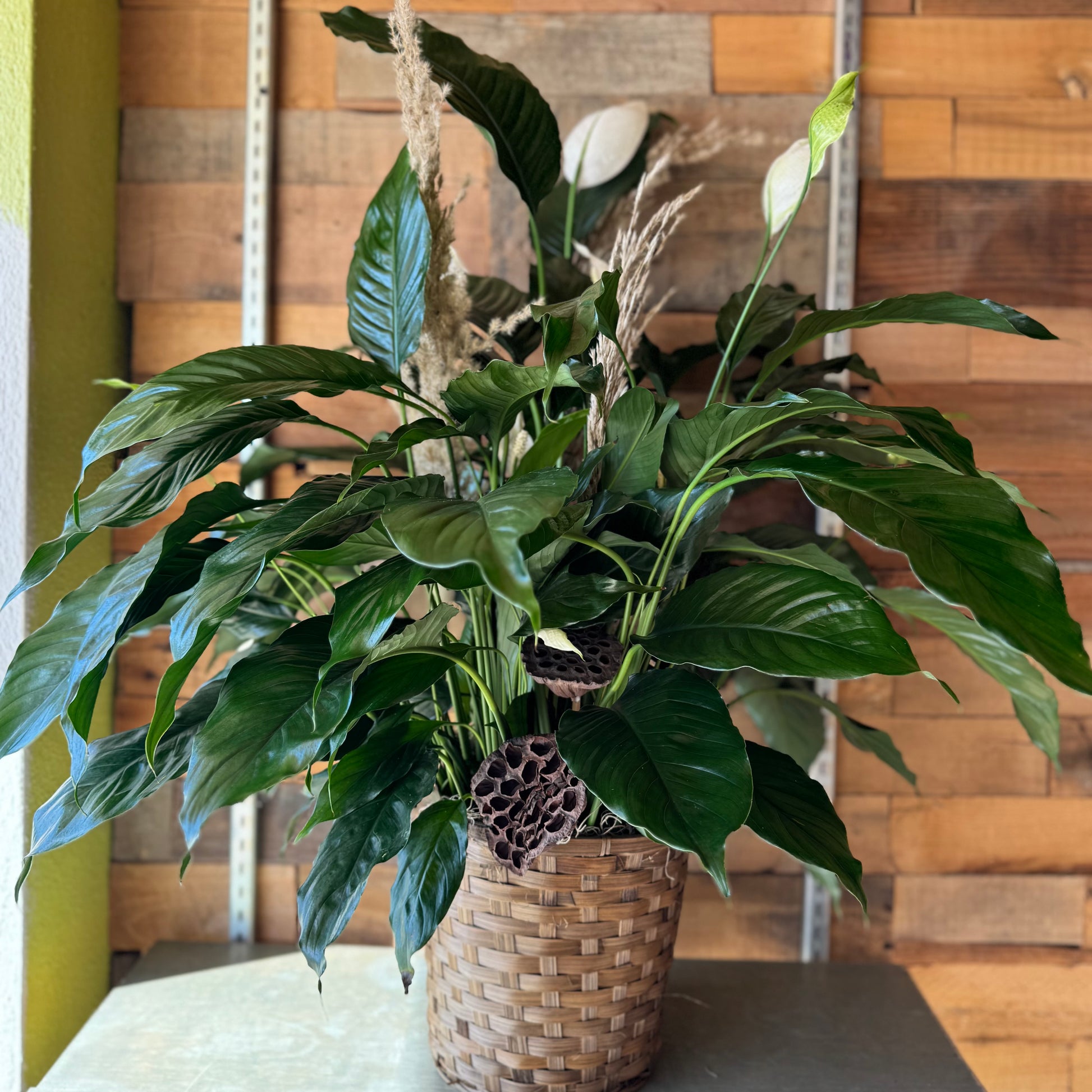 buy large peace lily Peace Lily