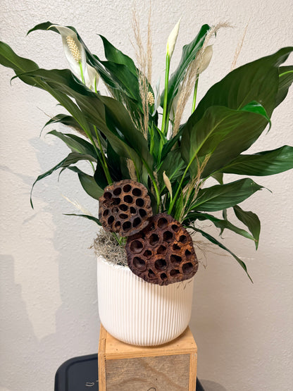 House Plant