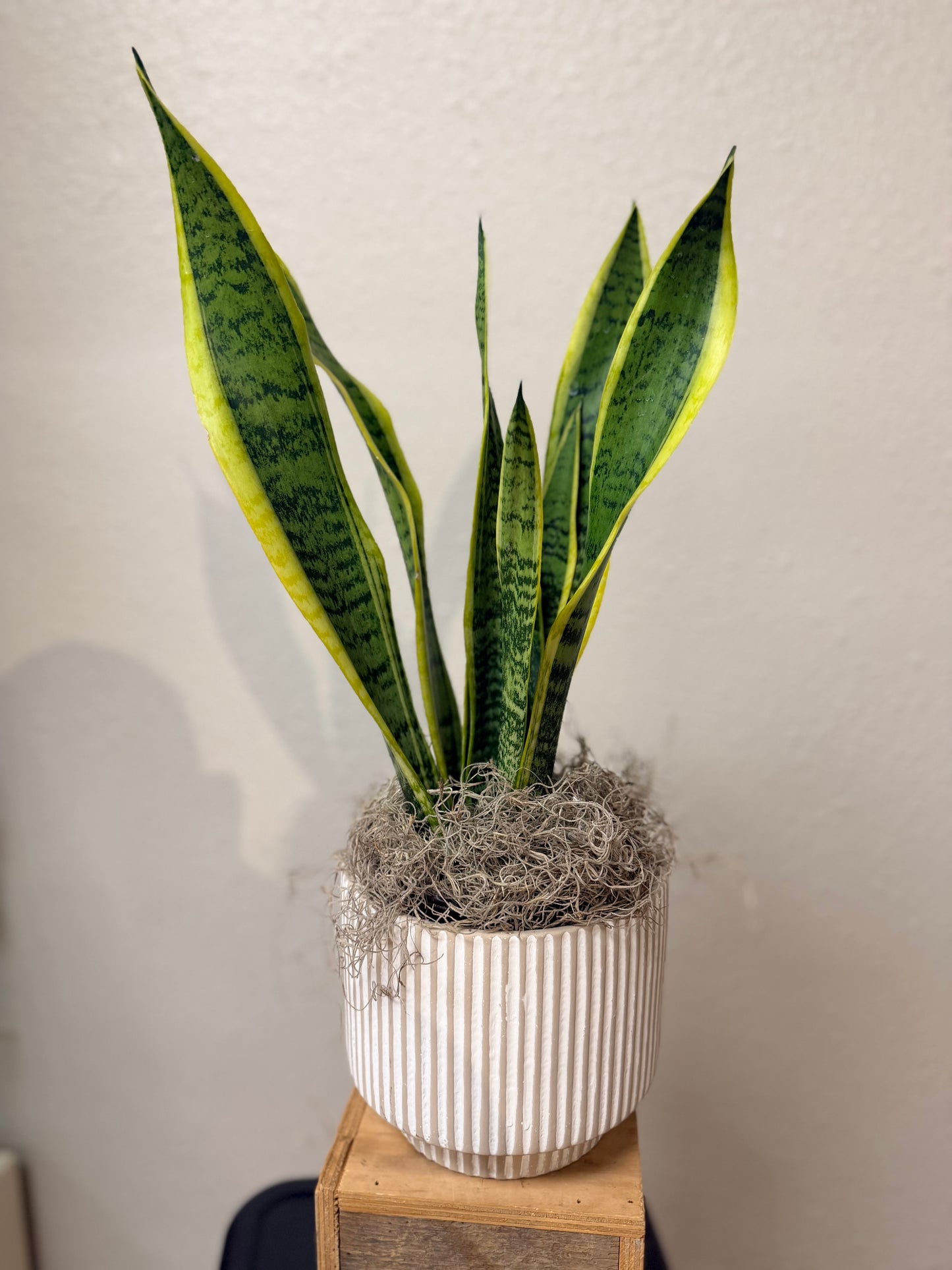 House Plant