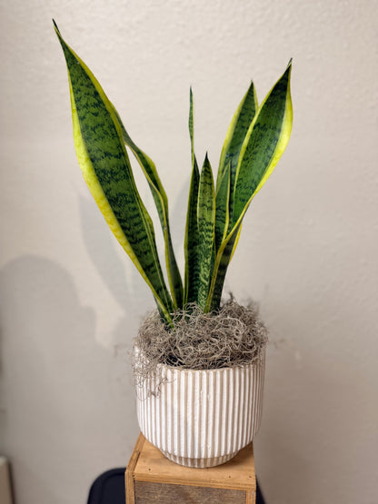 House Plant