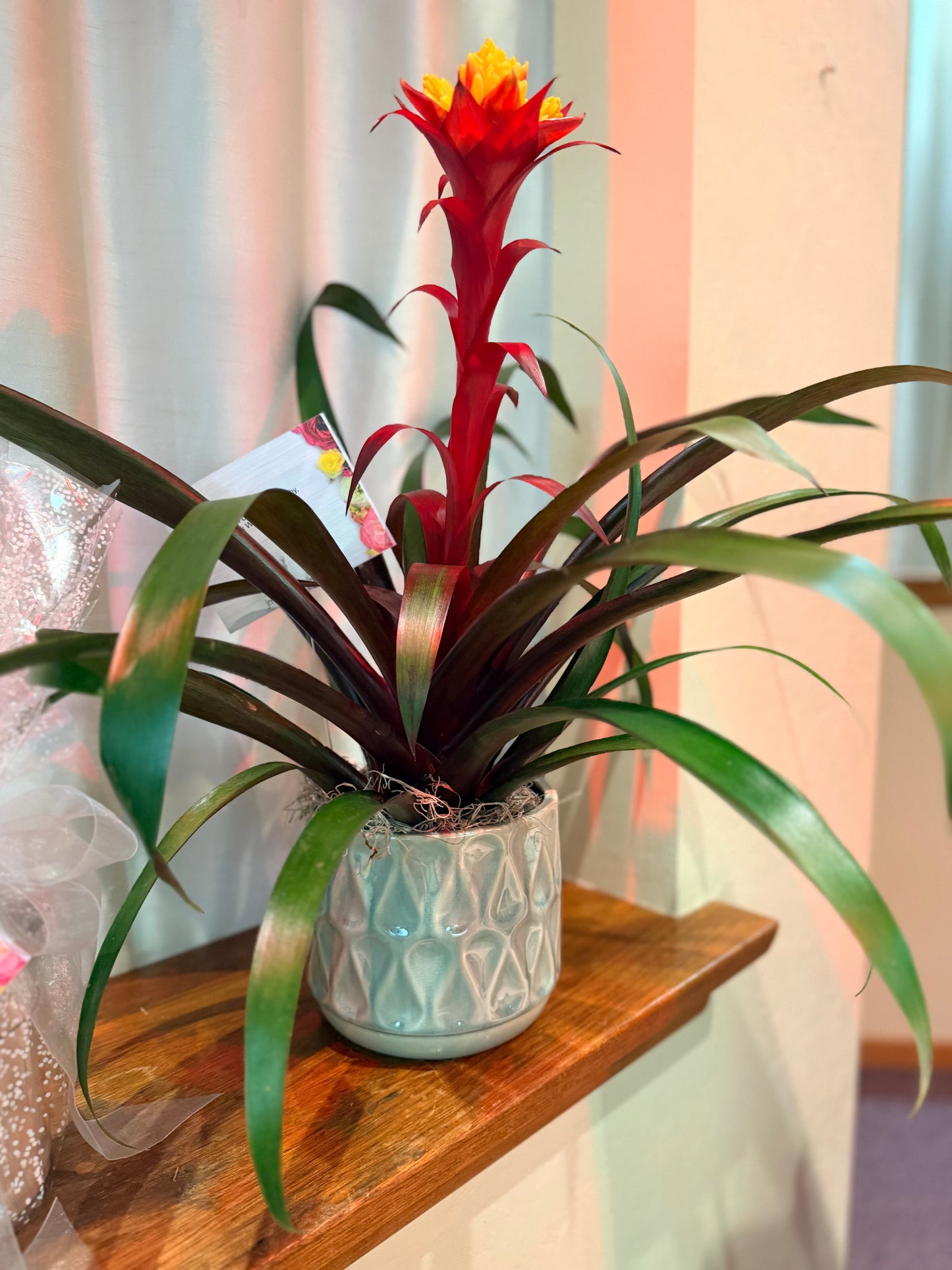 House Plant