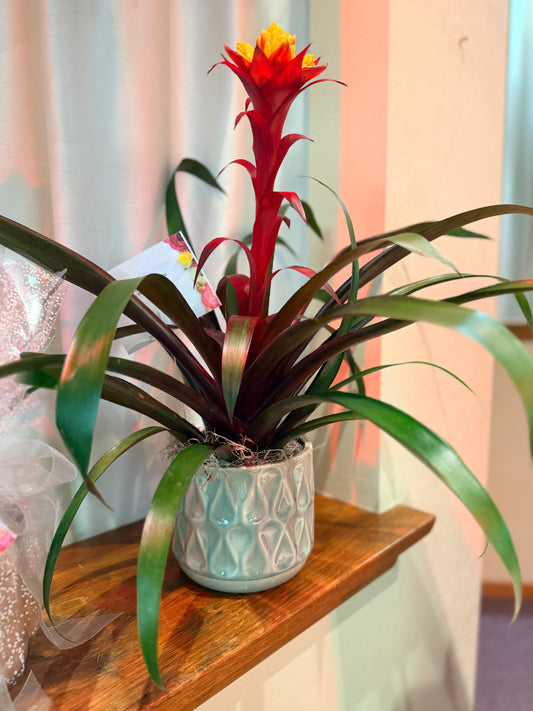 House Plant