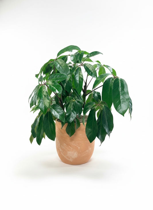 House Plant
