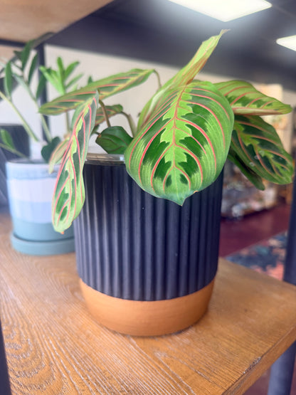 House Plant