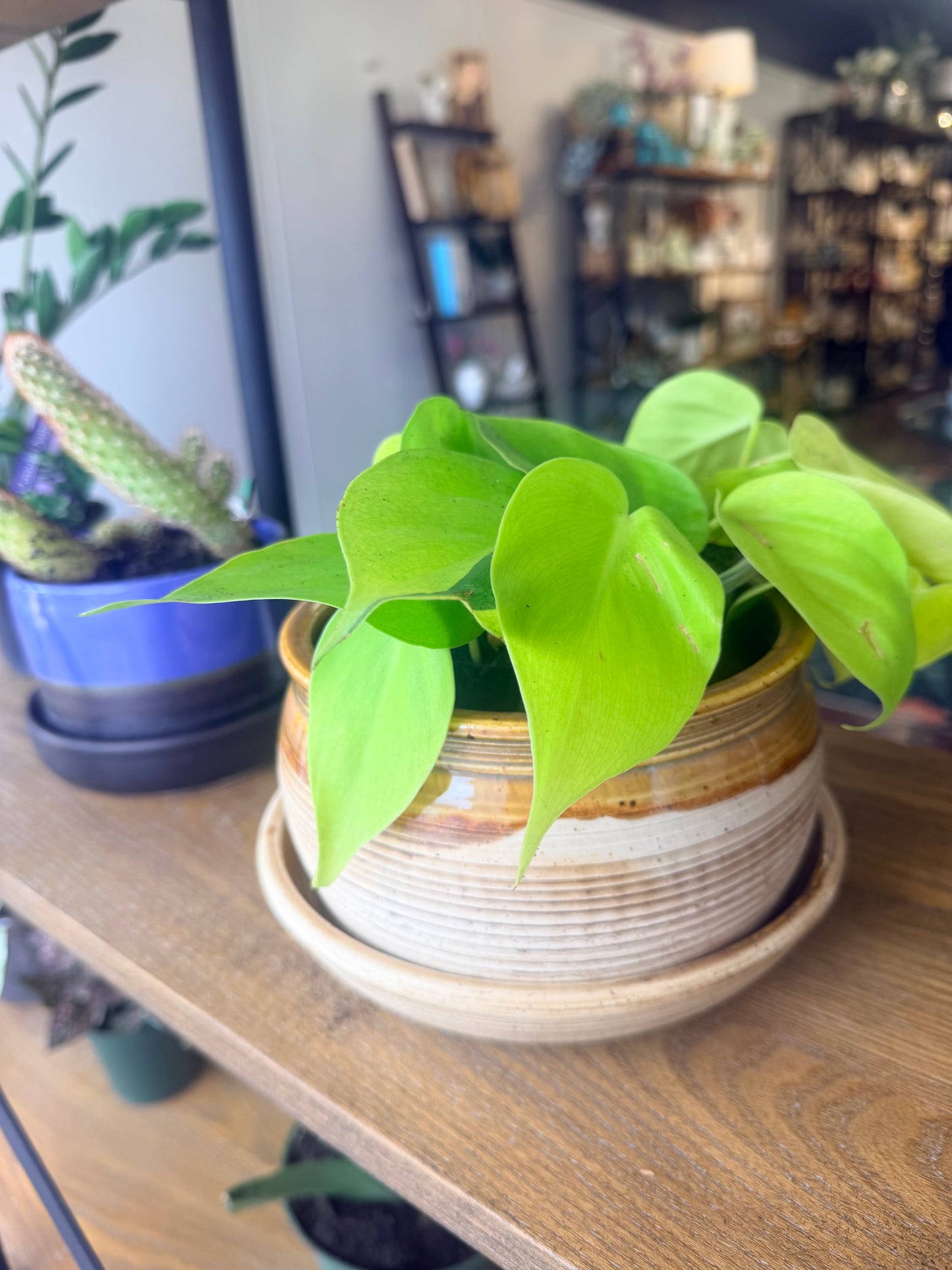 House Plant