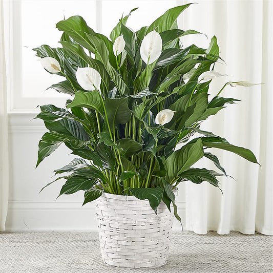 Live Plants